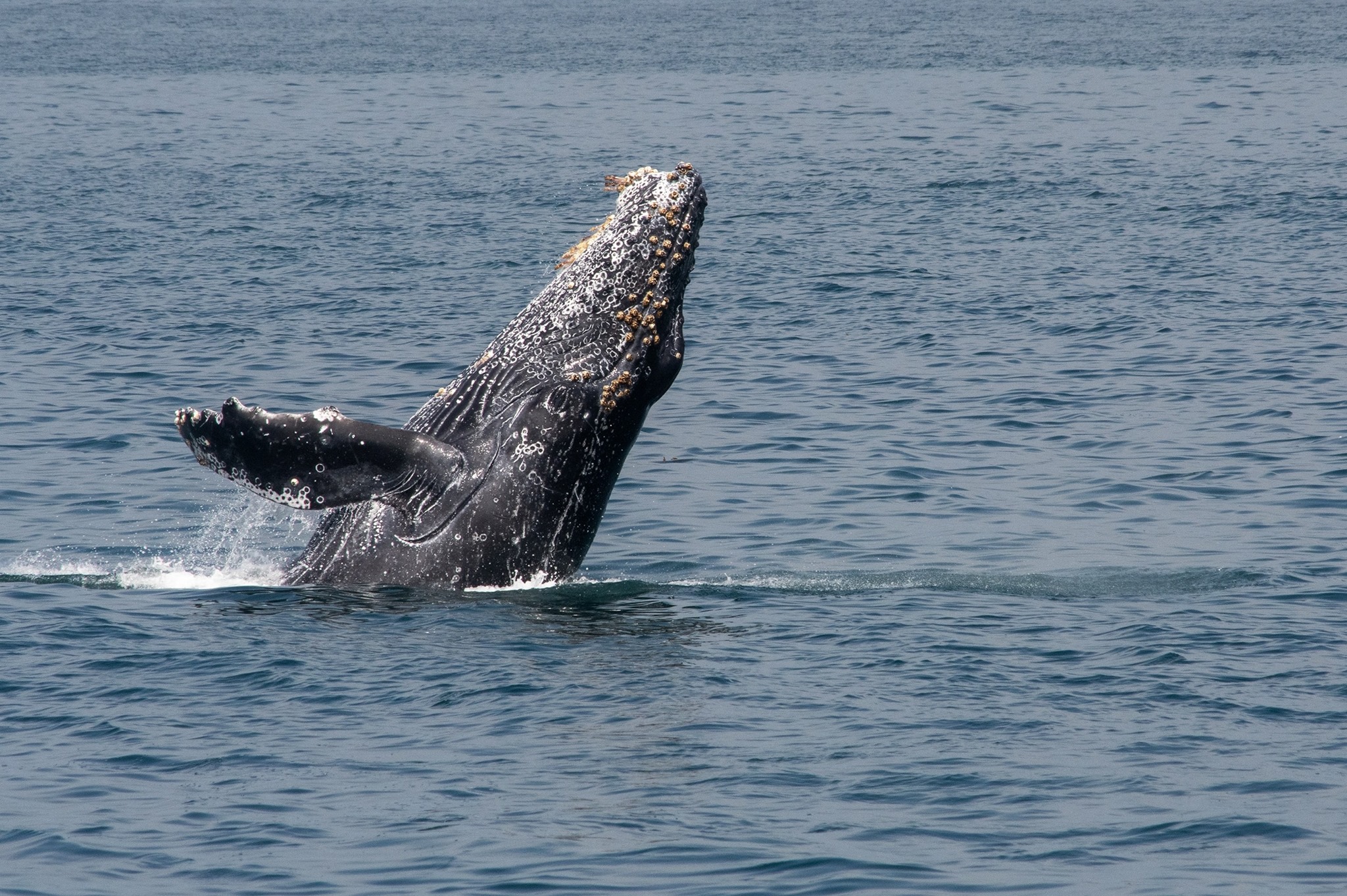 Gray whale breaches off of the coast in San Diego